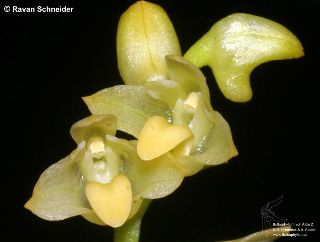Bulbophyllum malivelense