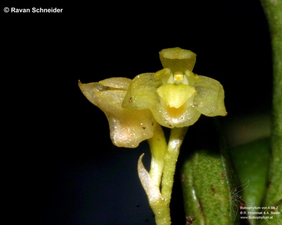 Bulbophyllum paucifolium