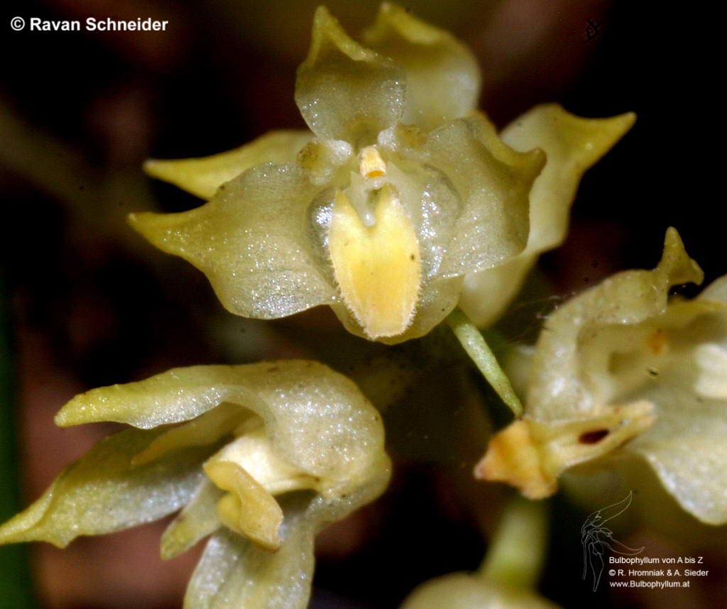 Bulbophyllum simulacrum
