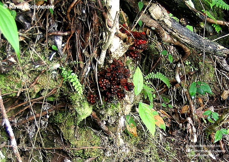 Balanophora fungosa ssp. indica var. indica
