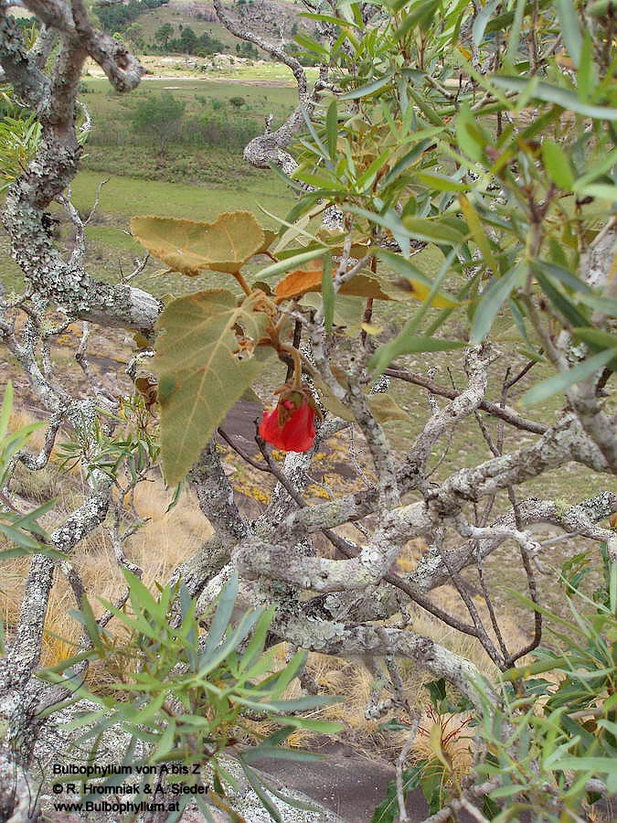 Dombeya macrantha