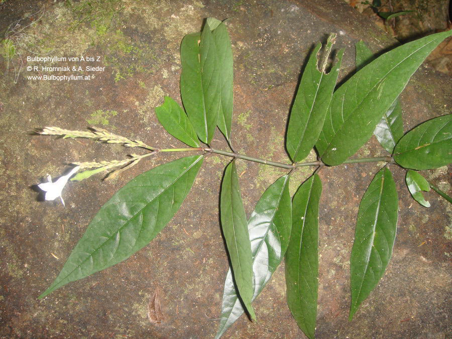 Acanthaceae (148) Mt. Galoko