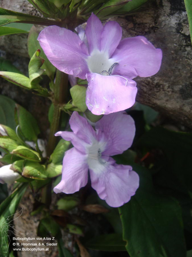 Acanthaceae (149) Mt. Galoko