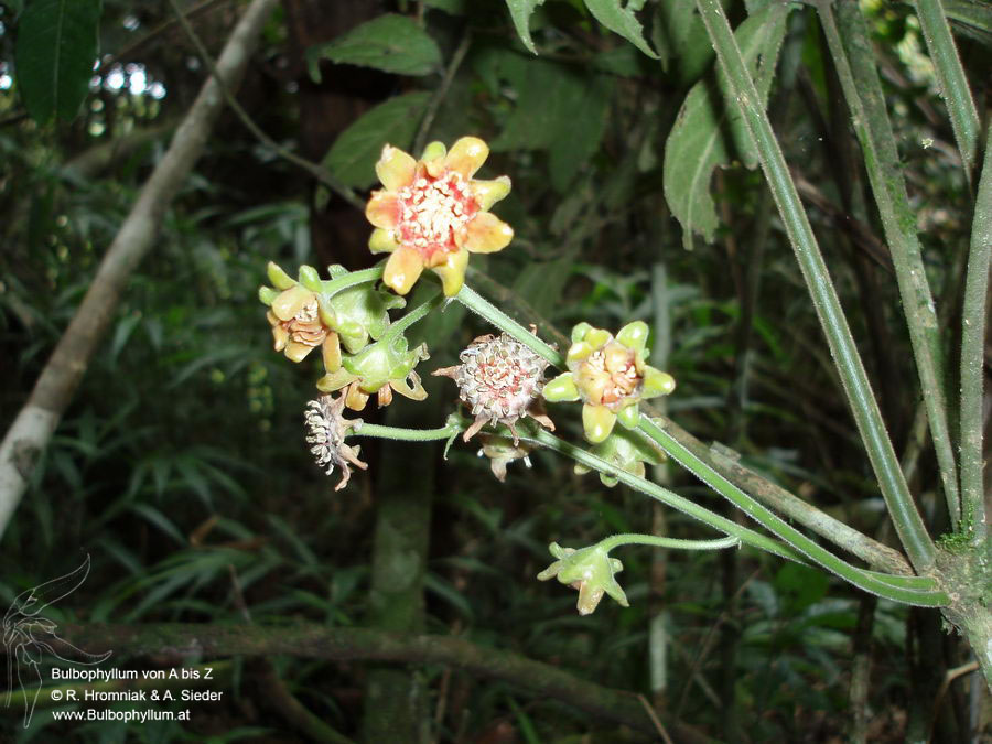 2983 Monimiaceae Decarydendron lamii