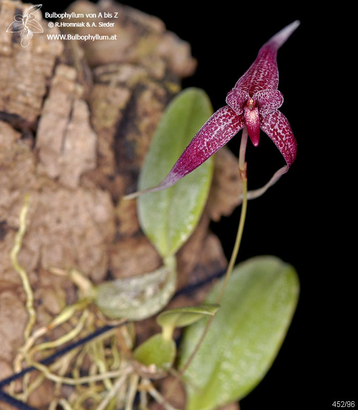 Bulbophyllum woelfliae