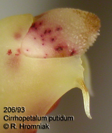 Cirrhopetalum putidum