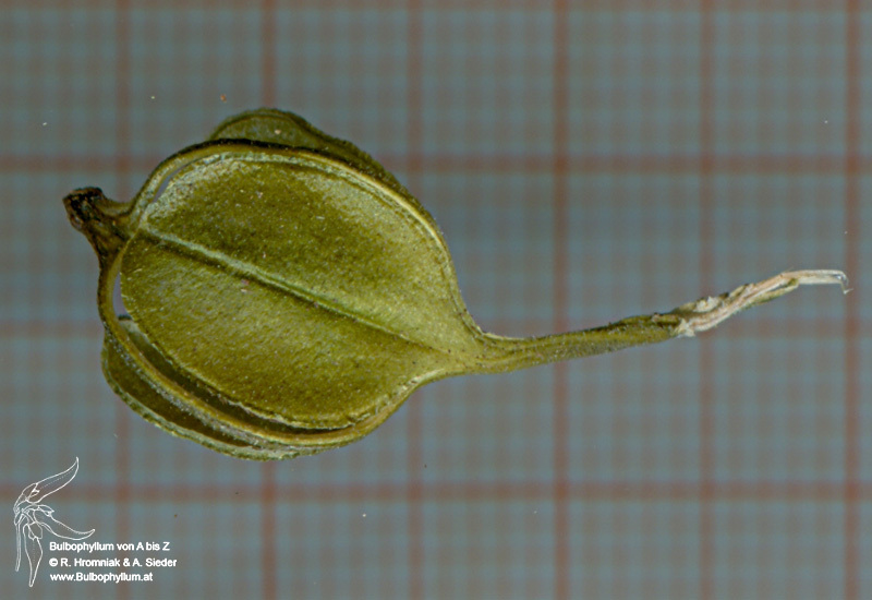 Neuwidia veratrifolia (05)