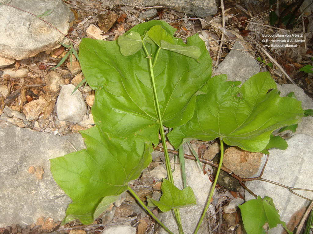 Hildegardia erythrosiphon [6251] (4)