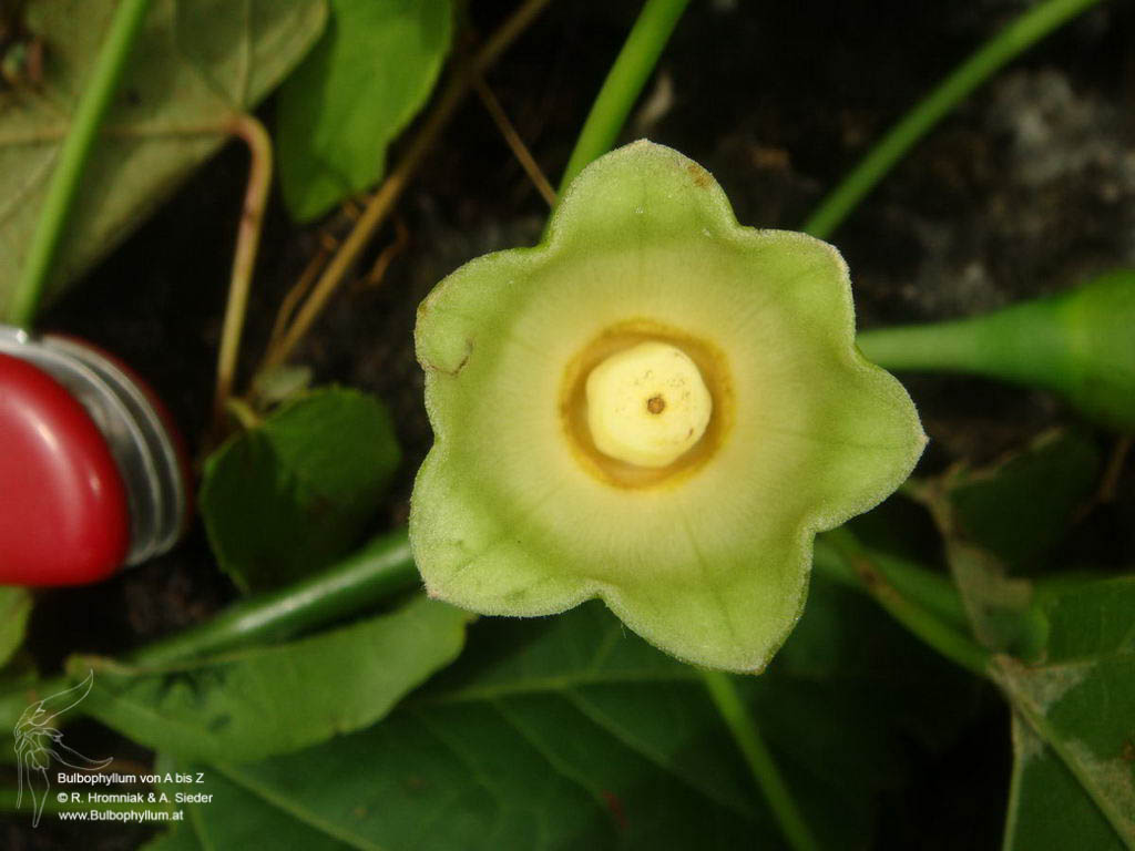 Hibiscus ferrugineus (06)