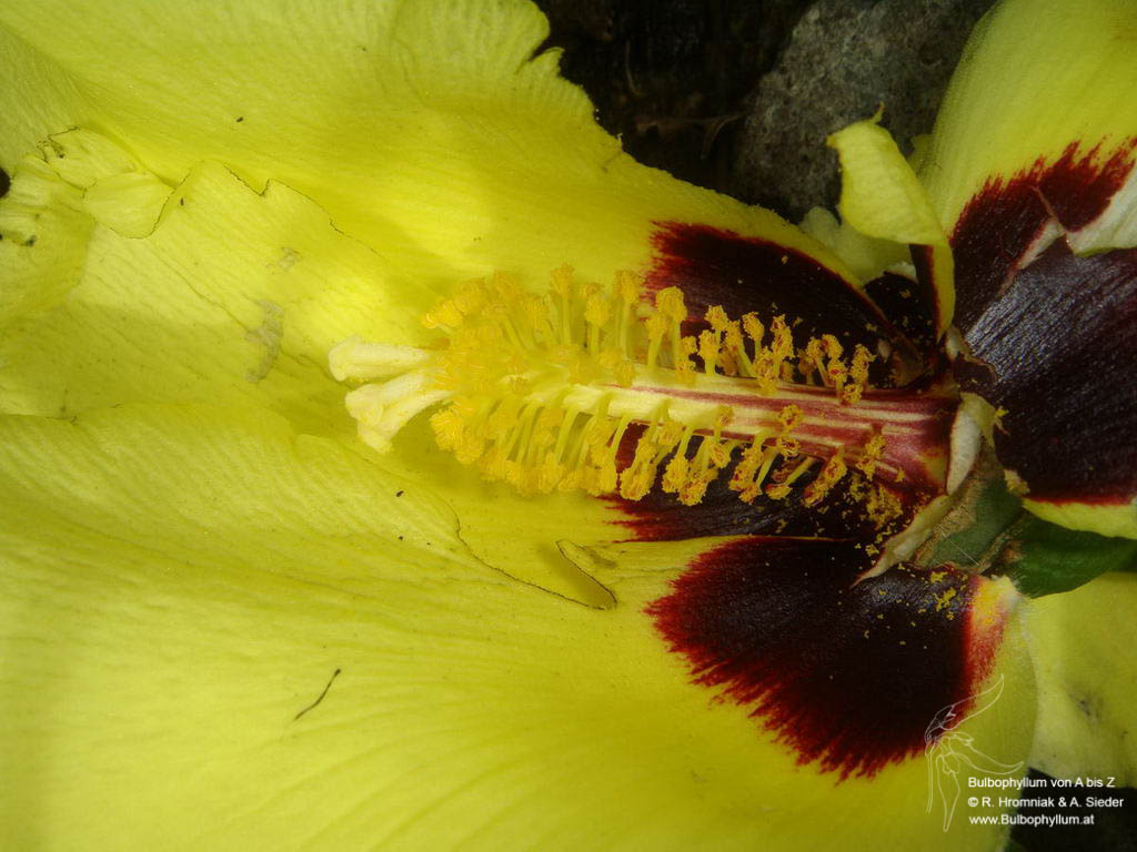 Hibiscus ferrugineus (08)