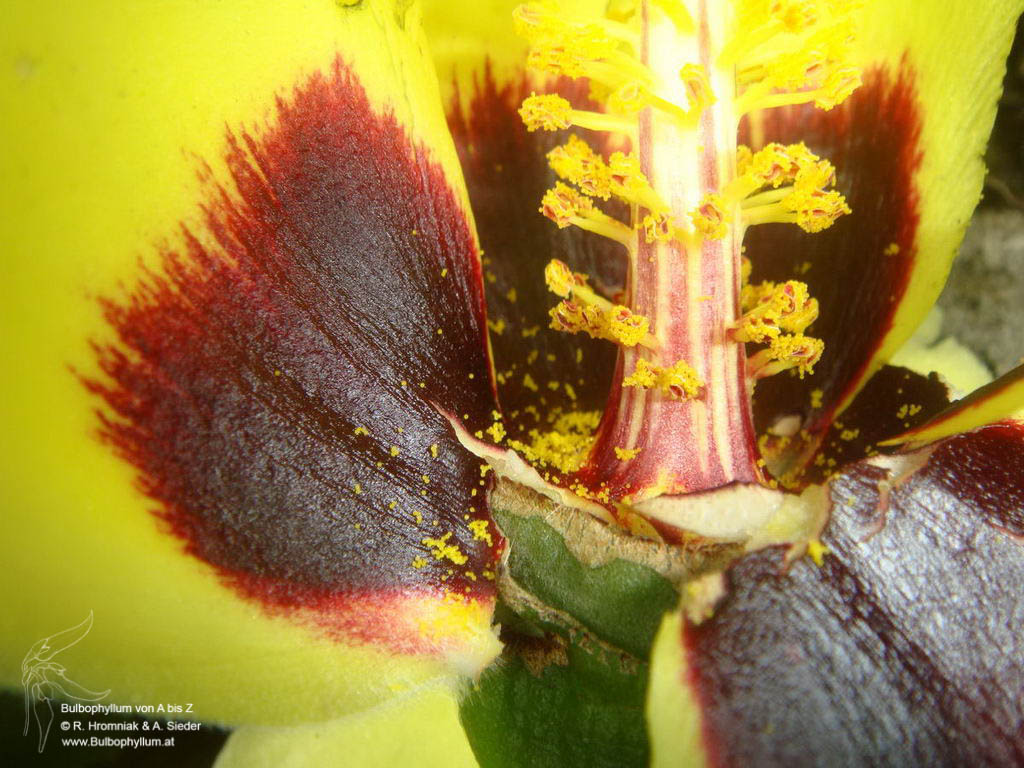 Hibiscus ferrugineus (10)