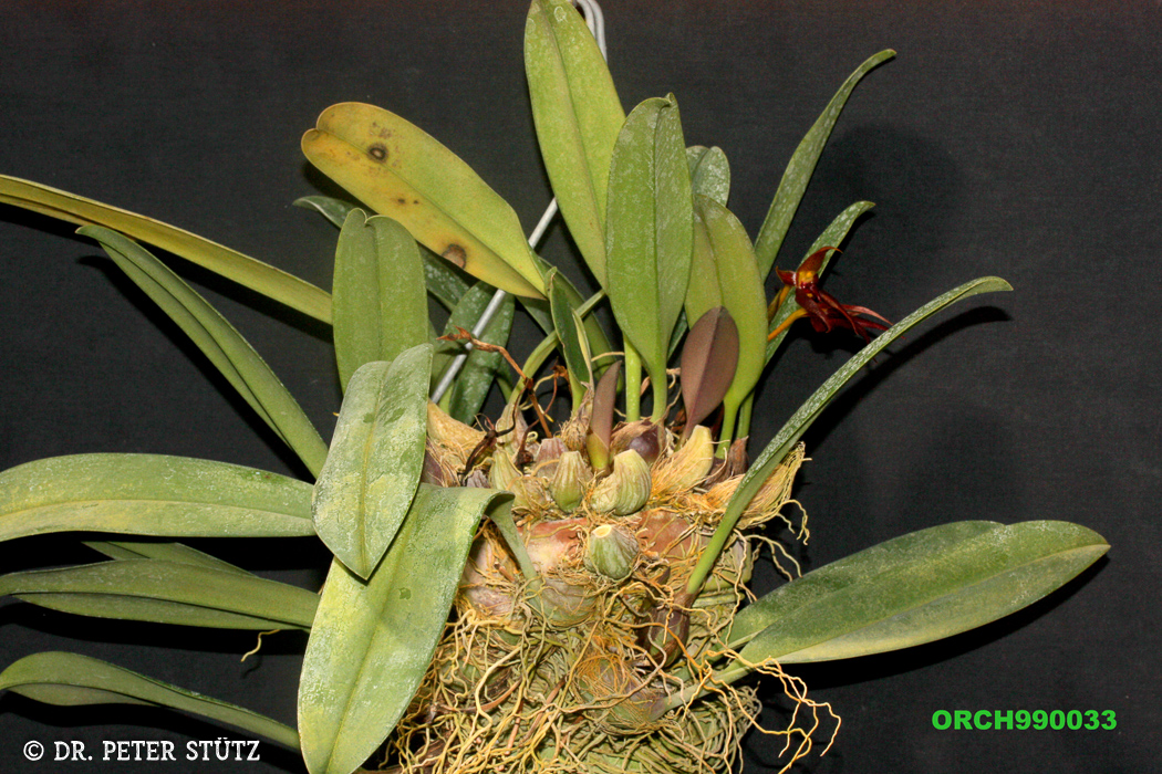 Bulbophyllum nymphopolitanum (02)