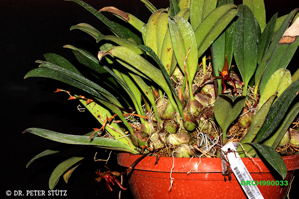 Bulbophyllum nymphopolitanum (05)