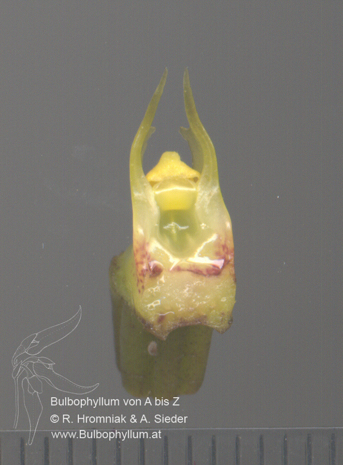 Bulbophyllum nymphopolitanum (09)