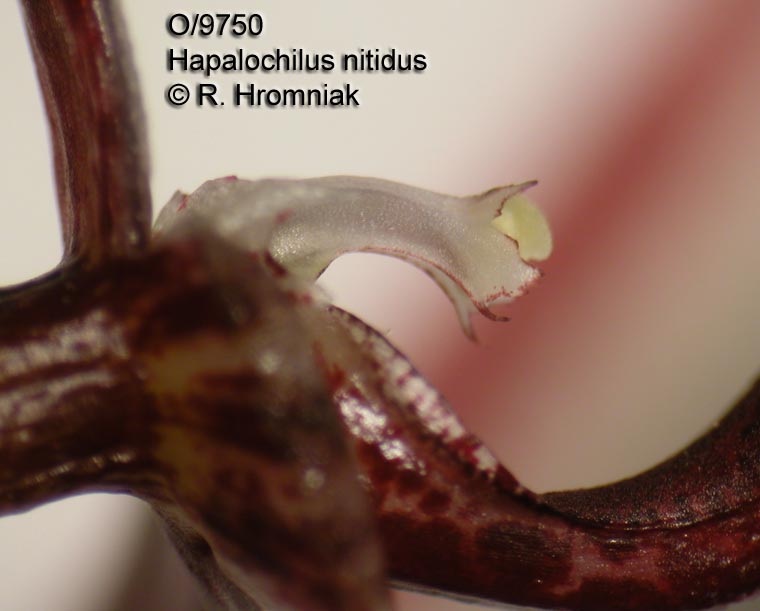 Hapalochilus nitidus