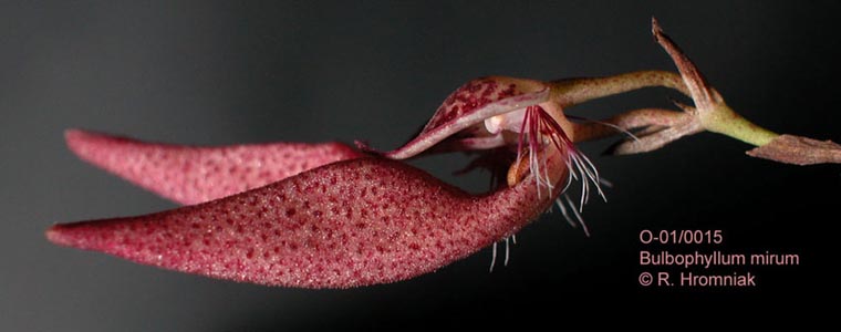 Bulbophyllum mirum