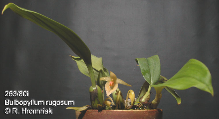 Bulbophyllum rugosum