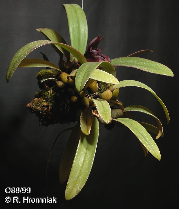 Bulbophyllum cruentum