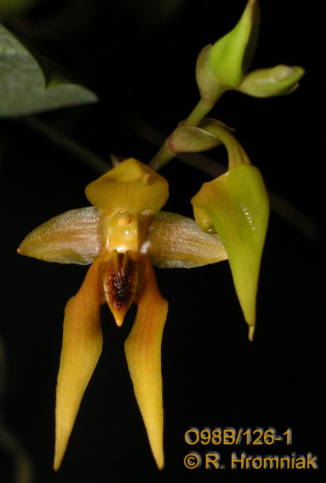 Bulbophyllum klabatense