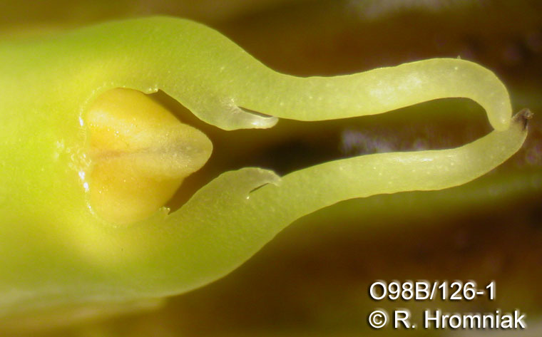 Bulbophyllum klabatense