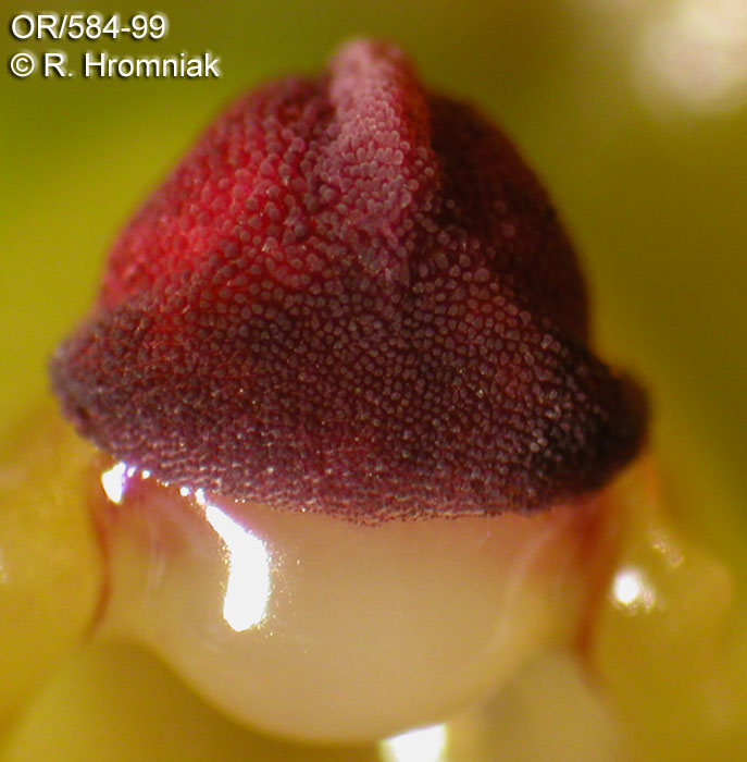 Bulbophyllum membranifolium