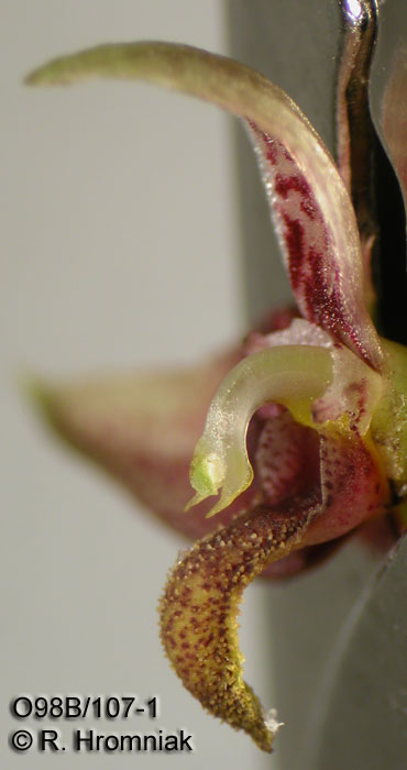 Bulbophyllum cruciatum