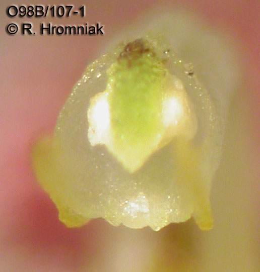 Bulbophyllum cruciatum