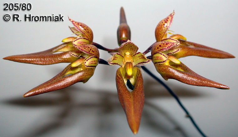 Bulbophyllum purpureifolium