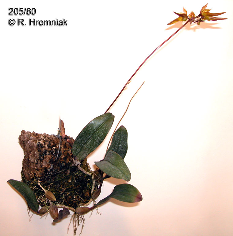 Bulbophyllum purpureifolium