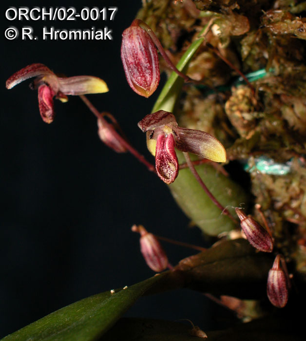 Bulbophyllum brastagiense
