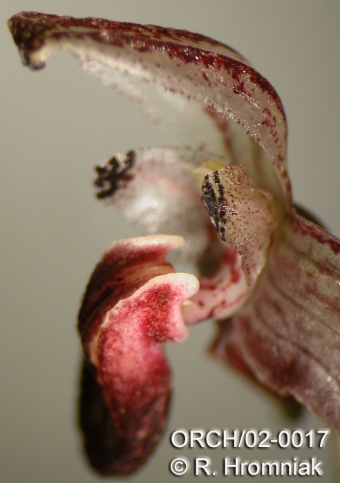 Bulbophyllum brastagiense