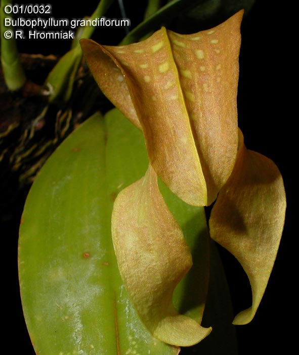Bulbophyllum burfordiense