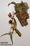 Bulbophyllum glebulosum