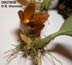 Bulbophyllum glebulosum