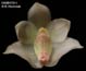 Bulbophyllum santosii