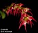 Bulbophyllum pumilum