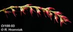 Bulbophyllum pumilum