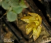 Bulbophyllum sciaphile