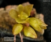 Bulbophyllum sciaphile