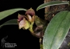 Bulbophyllum agastor (ORCH07116) (02)