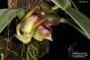Bulbophyllum agastor (ORCH07116) (03)