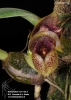 Bulbophyllum agastor (ORCH07116) (04)