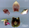 Bulbophyllum agastor (ORCH07116) (05)