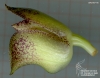 Bulbophyllum agastor (ORCH07116) (06)