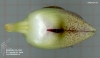 Bulbophyllum agastor (ORCH07116) (07)