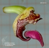 Bulbophyllum agastor (ORCH07116) (09)