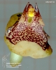 Bulbophyllum agastor (ORCH07116) (10)