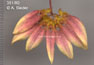 Bulbophyllum amesianum