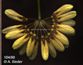 Bulbophyllum cyclosepalon