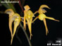 Bulbophyllum scabratum